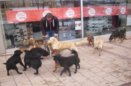 Godišnje u Srbiji 12.000 napada pasa na ljude