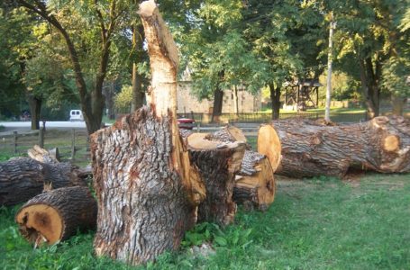 Delovi posečene svetinje čame i propadaju kod crkve na Savincu i u kamenolomu