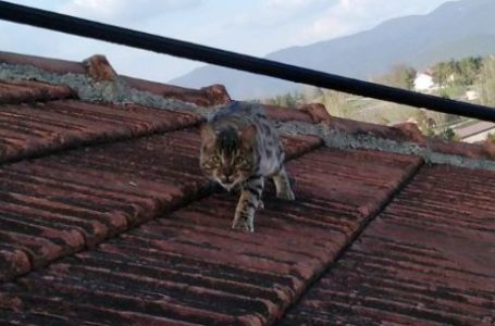 Veliki Pablo, novi mačak u kraju