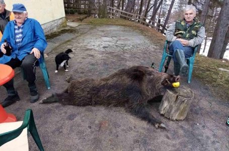 Vepar ubijen, lovac povređen