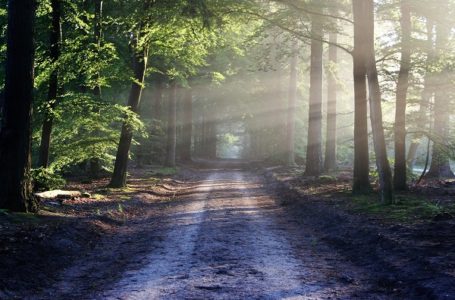 Akcija „Zasadi svoje drvo“: Prijavite se za besplatnu sadnicu jasena