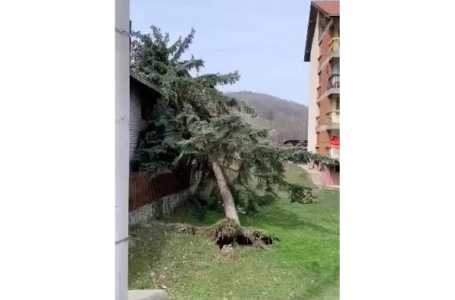 Olujni vetar noćas na Rudniku čupao drveće