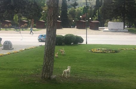 Pisma čitalaca: Agresivne pse lutalice ukloniti sa ulica