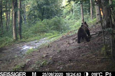 Medved na obroncima Ješevca, u blizni Milanovca