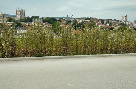 Čitalac reporter: Početak Korčaginove prašuma