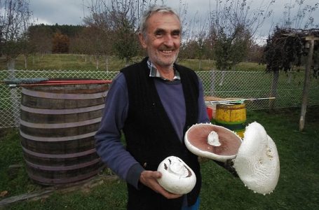 Po šumama i gorama – Velika berba na Velikom Pogledu