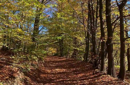 Šume na udaru sa svih strana: vetar, insekti, temperatura