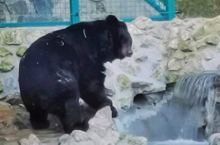 Šta nam o vremenu govori jutrošnje ponašanje medveda u zoo vrtovima u Beogradu i Paliću?