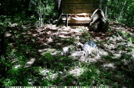 Medved na obroncima Rajca