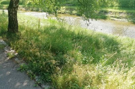 Pisma čitalaca: Apel nadležnima da pokose travu pored Despotovice