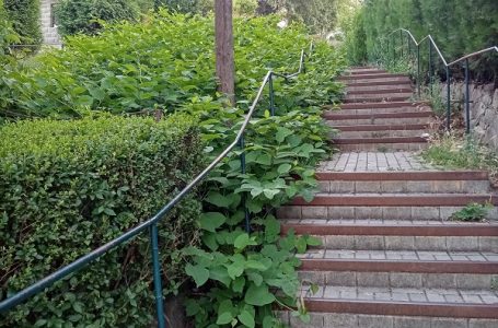 Pisma čitalaca: Apel nadležnima da pokose travu pored stepenica