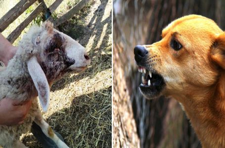 Novi napadi pasa lutalica; stradale ovce i jagnjad u Jablanici (UPOZORENJE – UZNEMIRUJUĆ SADRŽAJ)