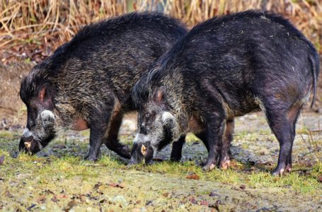 Milanovački lovci i dalje zabrinuti: Divlje svinje su u ogromnoj ekspanziji