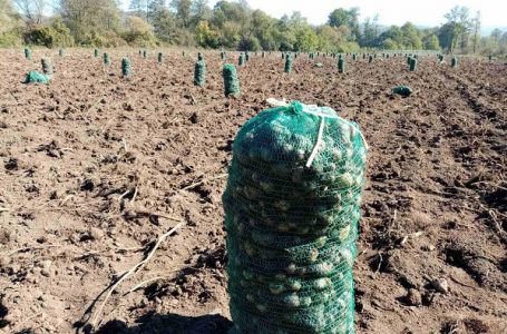 Čačanski krompir završava u Moravi, a Srbija uvozi pomfrit