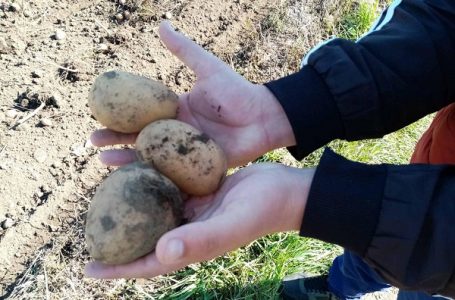 Krompir za godinu dana poskupeo više nego duplo – za 118,7 odsto