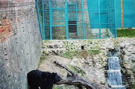 Medved Uroš se nije vratio u pećinu, da li je najavio proleće