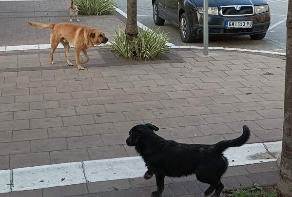 Svetski dan napuštenih životinja: Na planeti 362 miliona lutalica, u Srbiji mahom psi sa pedigreom