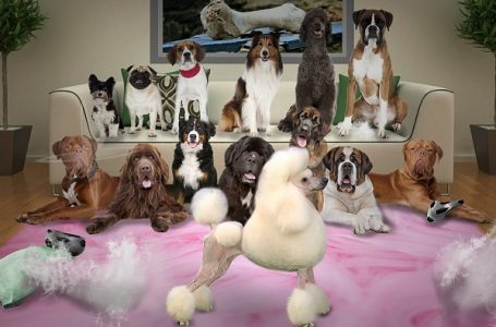 Nasilje nad životinjama posledica poremećaja ličnosti, stručnjaci smatraju da su kazne blage