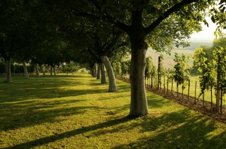 Sunčano i još toplije, za vikend letnje temperature