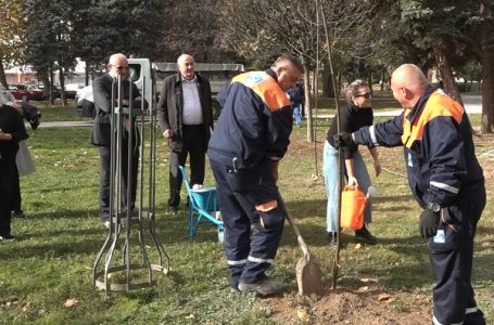 Sadnice lipa i belog jasena donacija Pantelije Popovića