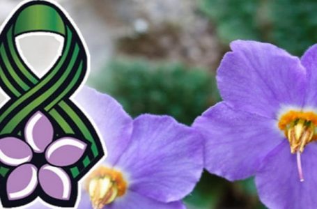 Šest stvari koje treba da znate o cvetu Natalijina ramonda