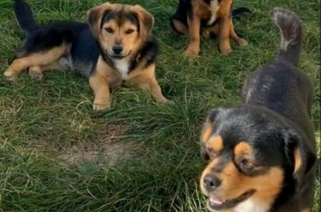 Ubice pasa na slobodi, policija još istražuje slučaj