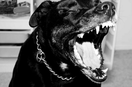 Dva rotvajlera povredila dvoje ljudi u Čačku i usmrtila manjeg psa; Krivična prijava protiv vlasnika