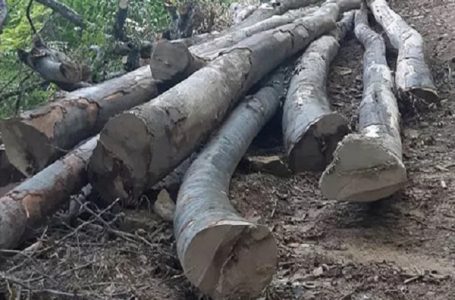 Rudničani ogorčeni usled uništavanja šuma pitaju: Gde idu ti kamioni?