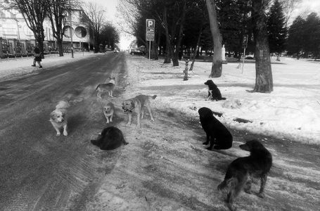 Nešto više od milion dinara iz budžeta opštine za odštete zbog napada i ujeda pasa lutalica