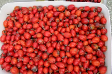 Pijačni barometar: Kajmak do 1400, kiseli kupus 250 dinara – evo detaljnog cenovnika