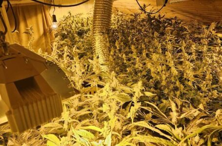 Hapšenje u Čačku: Otkrivena laboratorija za marihuanu, zaplenjeno 128 stabljika