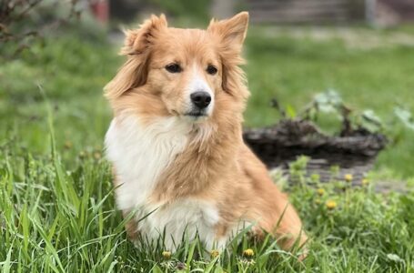 Kraj „pasjeg života“, uskoro jeftinija i jednostavnija putovanja za ljubimce u EU