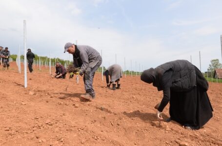 Novi vinograd zasađen u manastiru Vraćevšnica u susret krsnoj slavi I jubileju od 600 godina postojanja
