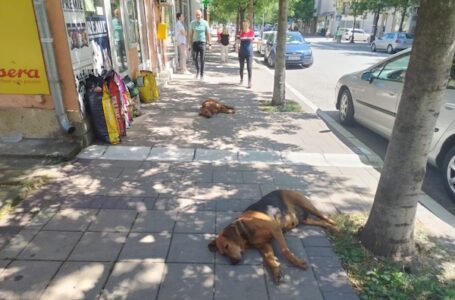 Građani traže sistemsko rešenje: Masovna sterilizacija i azil kao odgovor na problem napuštenih životinja u Gornjem Milanovcu